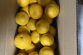 果樹たっぷり！和歌山産　八朔　家庭用　4kg