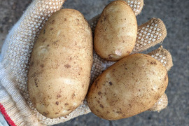 沖永良部島産新じゃがいも　20キロ(10ｷﾛ×2箱)