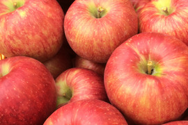 【先行予約】サンつがる 家庭用（12~18玉）✨夏りんごの定番品種！