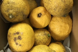 【訳あり20㌔】皮ごと安心！エビス農園の農薬・化学肥料不使用で栽培した完熟レモン