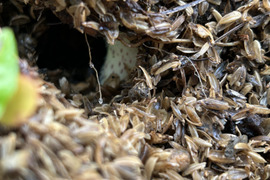 春の訪れ！ウド(200〜300g)。まずはこれから！お試し商品。