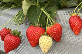 埼玉県産　かおりの