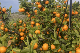 【柑橘食べ比べ】糖度16度以上　興津早生・尾崎温州　3kg