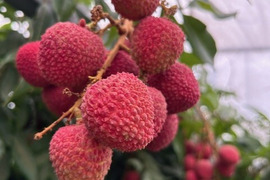 南国鹿児島産【生ライチ】【訳あり】最高峰品種玉荷包（約400g）