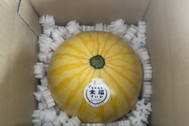 高糖度でシャリっと美味しい。種はほとんどありません。薄皮で皮際まで美味しい金色に輝く金福すいか-福井市特産品- L玉1個