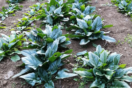 期間限定商品！葉が分厚い寒締めほうれん草。
トマトとの合わせ買いにも適応。