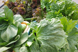 淡路島　野菜セット