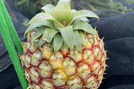 ゴールドバレル1.2kg 1個　ピーチパイン3個　600g