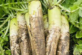 超人気！！カット大野ヶ原大根だいこん　4本カット　規格外