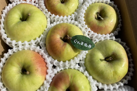 【冬ギフト】🍎『希少！』ぐんま名月🍎約3キロ8〜11玉(家庭用)ID177902