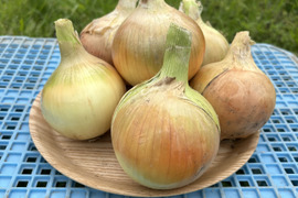 【淡路島産】淡路島玉ねぎ10kg M〜LLサイズ混合