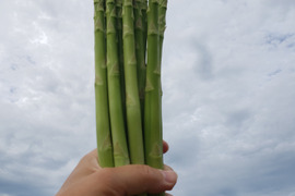 アスパラガスの通販｜野菜｜3ページ目｜食べチョク｜産地直送