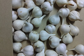 上海早生ニンニク小粒500g　小粒でまるごと使える‼️　自家採種　化学肥料農薬不使用栽培