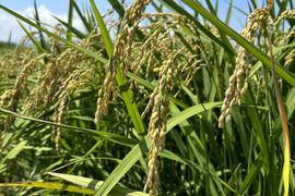 栽培期間中農薬化学肥料不使用！！貴重品種『くまみのり』20キロ　R7年産