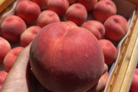 【2026年予約】『さくら白桃』カリッと硬めの甘い桃！9月に食べられる希少品種