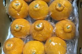 １０箱限定❗️ちょーミニ不知火デコちゃん２k