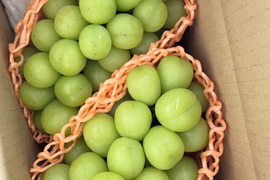 「2026年 ご予約🉐大人気！長野県産シャインマスカット約1kg贈答(2〜3房)』