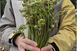 天然モノを朝採りして直ぐ出荷！やみつきになる旨さの雪国わらび500g