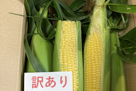 訳ありお得(^^)品種おまかせ【味来】【ピュアホワイト】【恵ゴールド】3kg