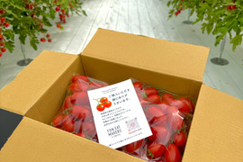 フルーツ級の甘さ！激あまミニトマト(アイコ）1kg