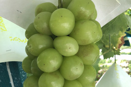 【訳アリ】マスカサーティーン【農薬節減】皮ごと美味しいシャインマスカットの子供（2～3房入り）