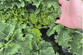 【京都丹波から直送】苦味が少なくて驚くほど食べやすい！『ケール』（カリーノケール）500ｇ