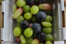 ぶどうの玉手箱　カット粒1ｋｇ