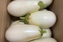 中はもちろんとろとろ！皮も柔らかな大きめの白なす10本　農薬不使用有機肥料栽培
