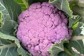 【訳あり】京都府産　美しすぎる山城の紫カリフラワー　2株