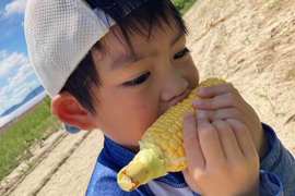 ★限定100本★4代続く農家が栽培「山城のとうもろこし」　4～6本