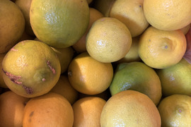 4kg【訳あり傷あり】静岡県産タヒチライム★ワックス・防カビ剤等不使用★傷あり