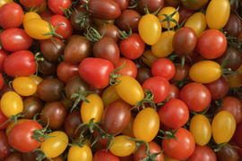 【 期間限定！カラフルセット】🍅カラフルミニトマト1kgの 食べ比べ セット🍅