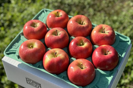 青森県産りんご　蜜たっぷり葉とらず高徳　家庭用3㎏【9～12個入り】