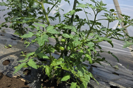 【予約販売】夏野菜おまかせセット｜ナス・キュウリ・トマトなど｜栽培期間中農薬・除草剤不使用
