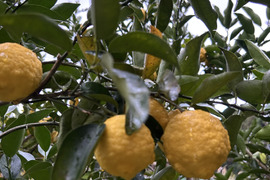 スダチ1kg(20個前後)黄色く完熟！農薬、除草剤不使用です！