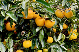 広島県原産　ご家庭用紅八朔5kg