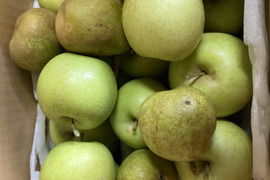 2種盛！お試しラフランス3キロ＋訳あり王林3キロ　合計6キロ以上。　農薬半減栽培で安心安全