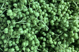 天然　実山椒　500グラム　京都産