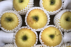 【数量限定】青森県産りんご「シナノゴールド」家庭用 キズ有 約4.5kg【ジューシー】