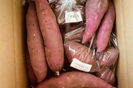 なんと５品種の食べ比べ！べにはるか、べにまさり、栗かぐや、シルクスイート、すずほっくり！