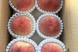 サッパリとした甘み！日川白鳳　（ご家庭用1.2kg）