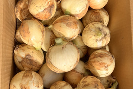 農家直送！新玉ねぎ10キロ