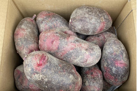 【自然栽培】農薬を10年以上使用していない土で育てた【グランドペチカ】3ｋｇ