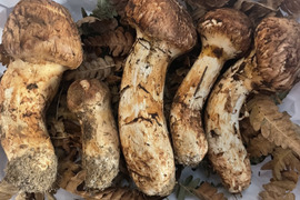 岩手県産松茸　100g 採れ次第発送！