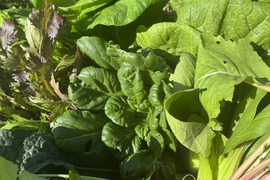 【箱いっぱいにお届け！】農薬化学肥料不使用キラピカ旬野菜BOX7〜8品品農の島＊大三島＊よりお届け！