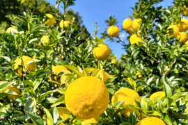 【11月10日から発送】有機JAS認証ゆず（黄玉・優品）2kg