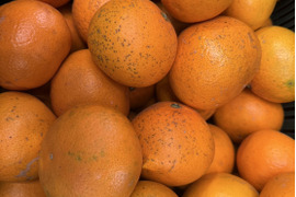 やまの実農園がつくる訳あり清見4kg