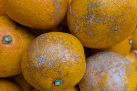 ジュース用 中生みかん（3K）