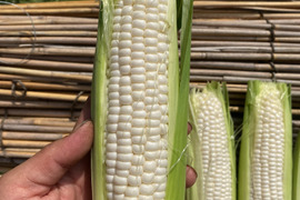 栽培期間農薬不使用　秀品　ホワイトショコラ　生で食べれる　白いトウモロコシ　朝採り　12本