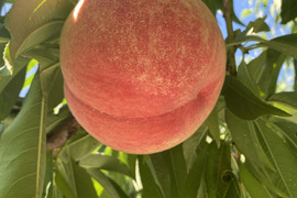 【2026年予約】人気品種『川中島白桃』甘みが強いジューシーな桃